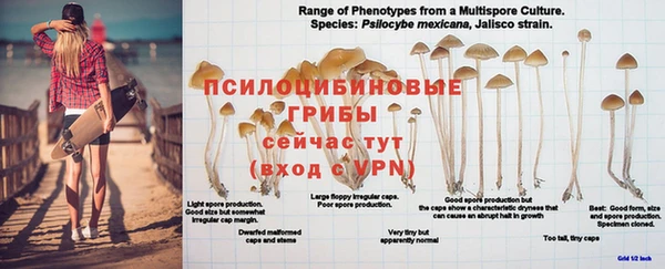 дживик Аркадак