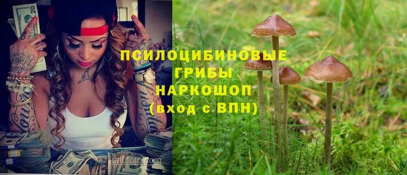 Псилоцибиновые грибы Cubensis  Великий Устюг 